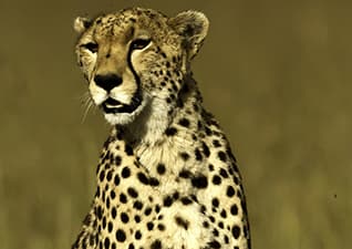 Sloth vs cheetah