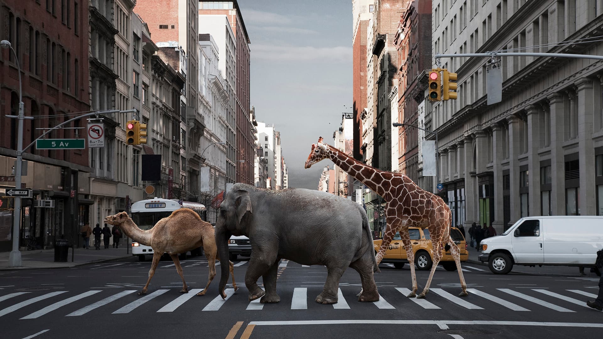 Exploring Humility with Kareem the Camel