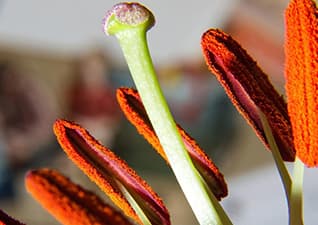 Fertilisation - Plant Reproduction