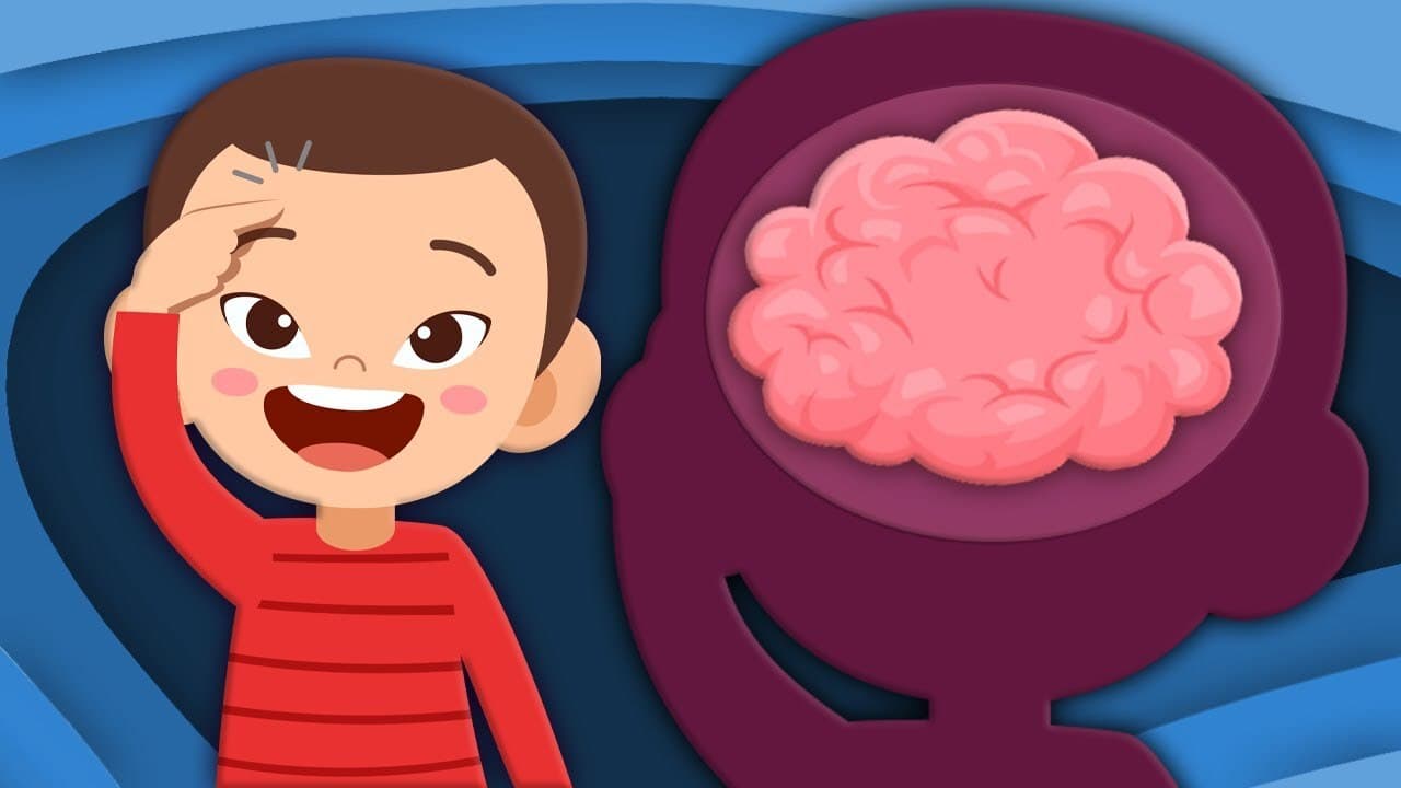 Explore The Brain! 