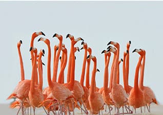 Animal groups