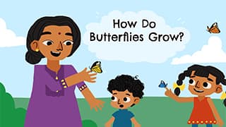 Lifecycycle of a butterfly