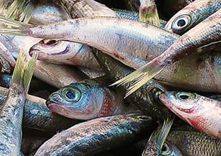 Overfishing