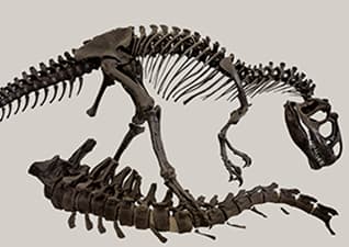 Allosaurus