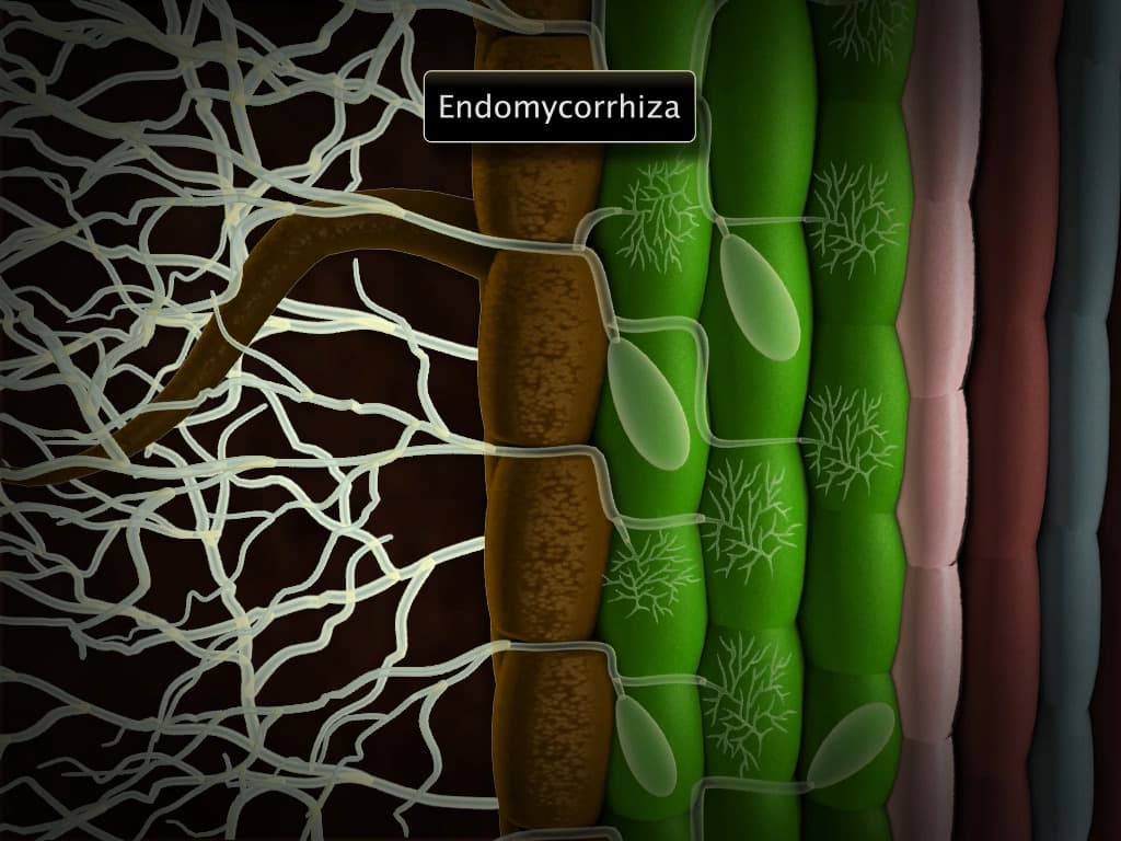 Microbes as Biofertilisers