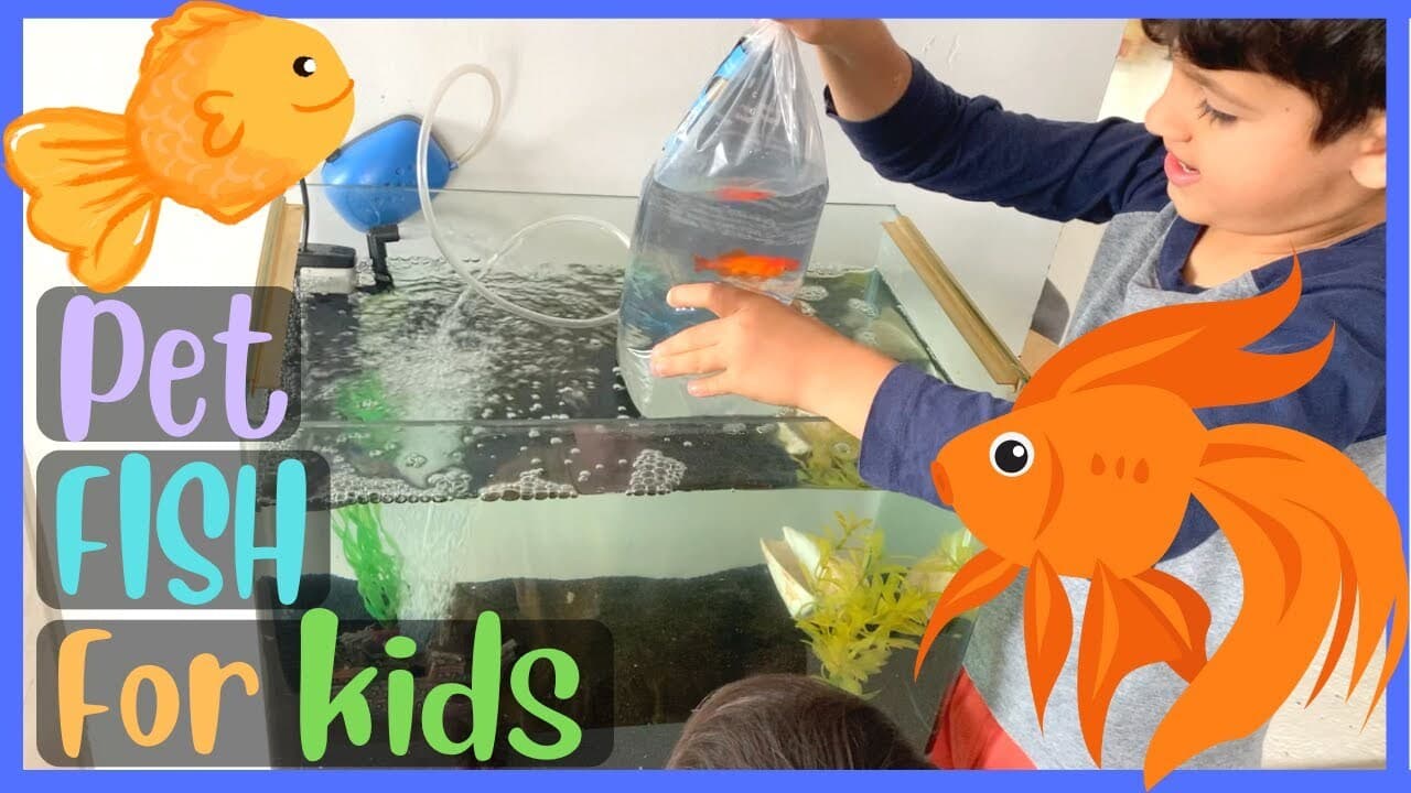 Setting Up a Fish Tank