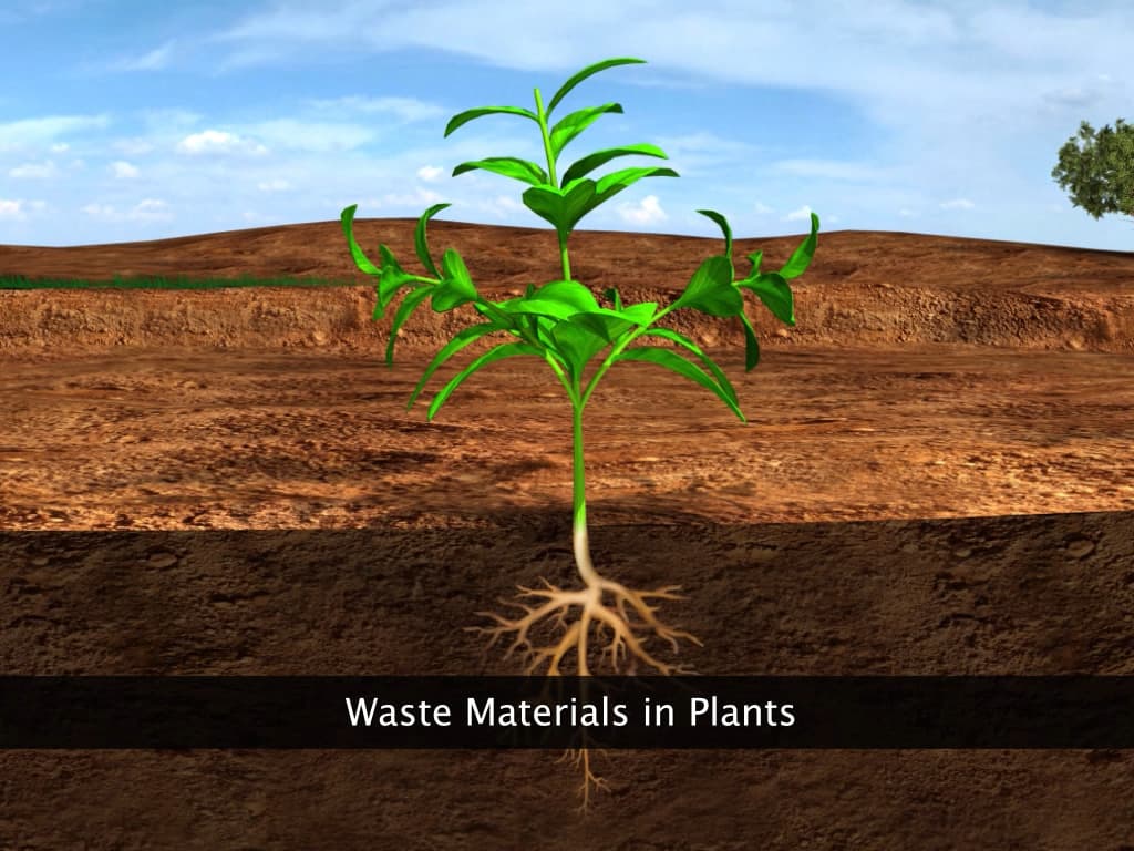 Waste Materials in Plants