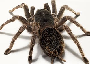 Tracking tarantulas