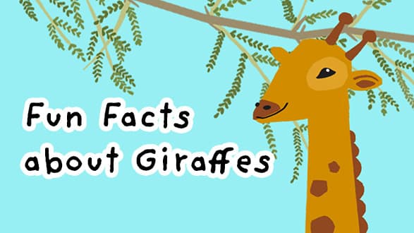 Tallest animal of all - Giraffe