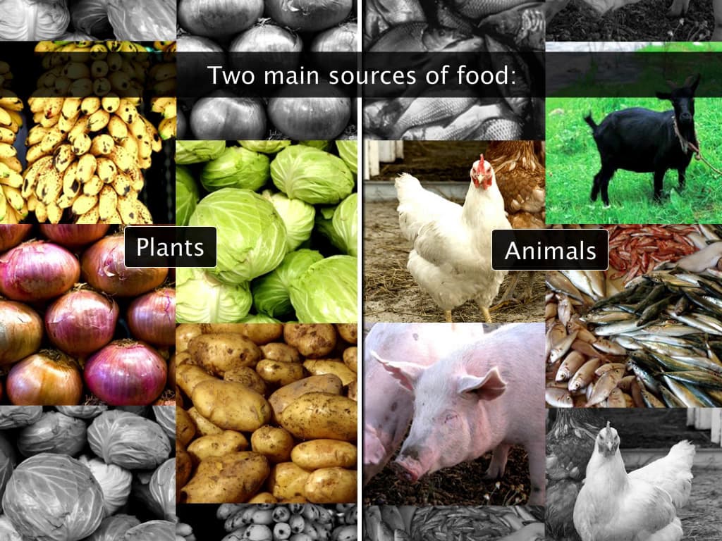 Sources of Food