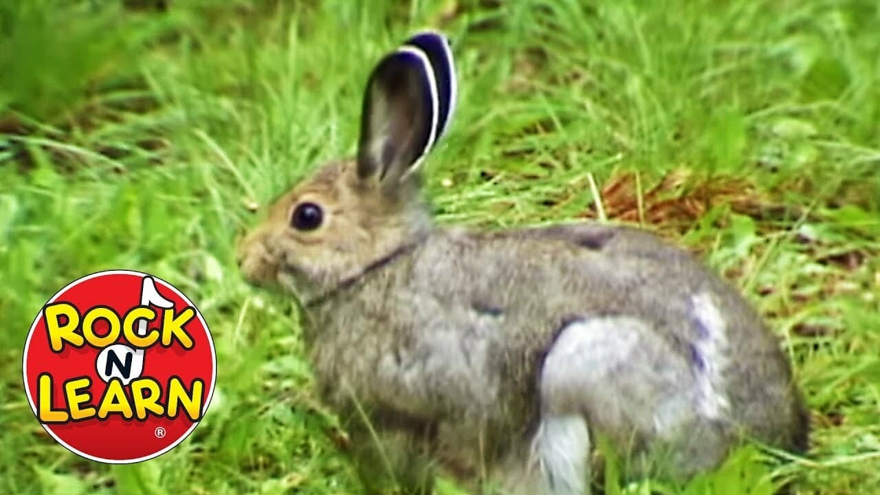 Forest Animals Song