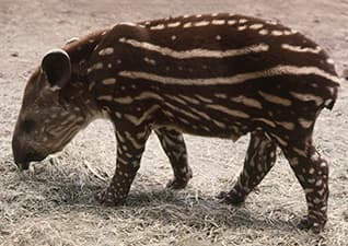 New arrival at the zoo