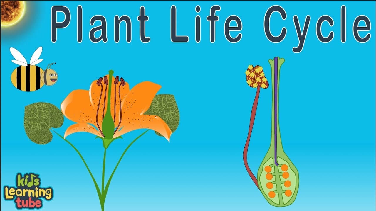 Plant Life Cycle /Seed Germination