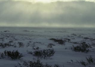 The Arctic tundra environment