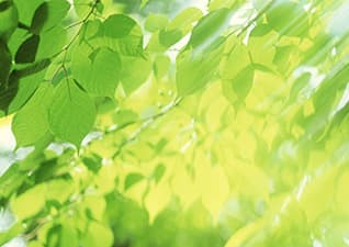 Photosynthesis