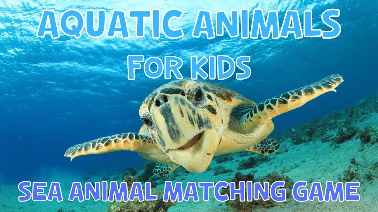 Aquatic Animals And Game For Kids

