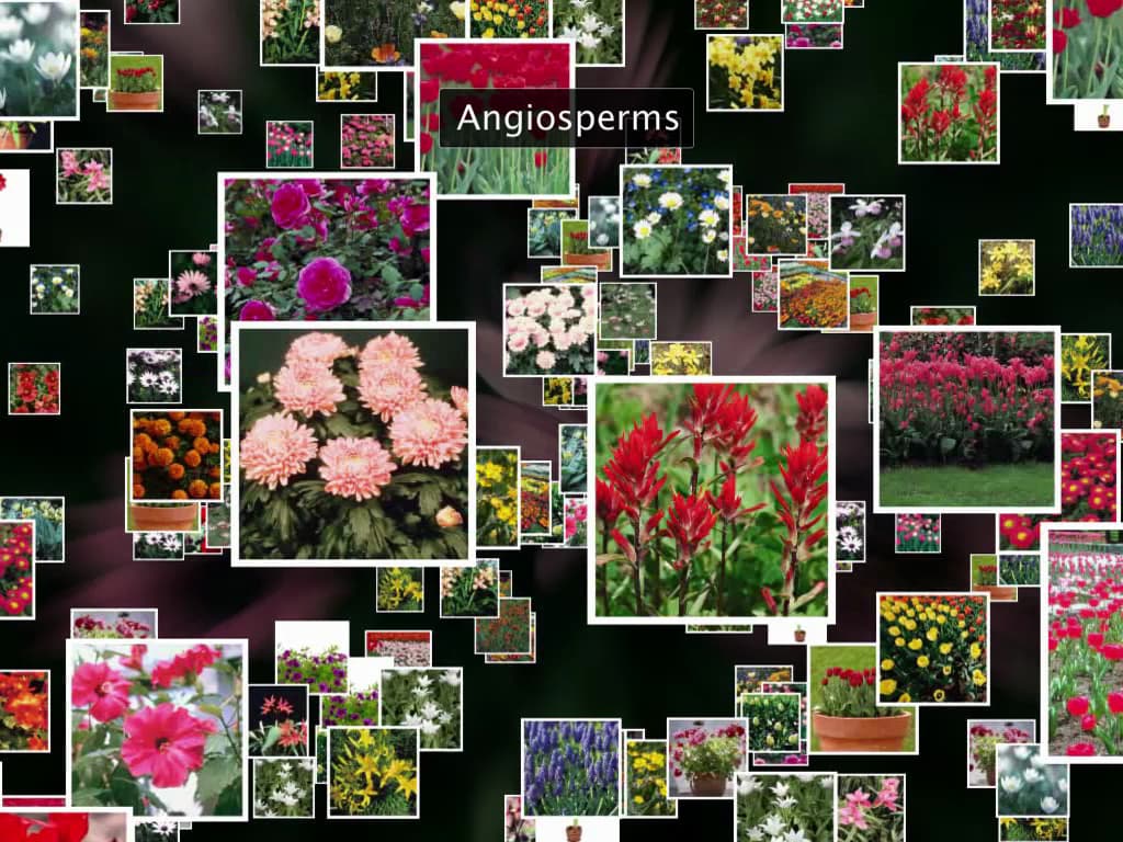 Kingdom Plantae- Angiosperms