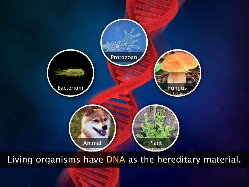 Introduction to Genes and Chromosomes