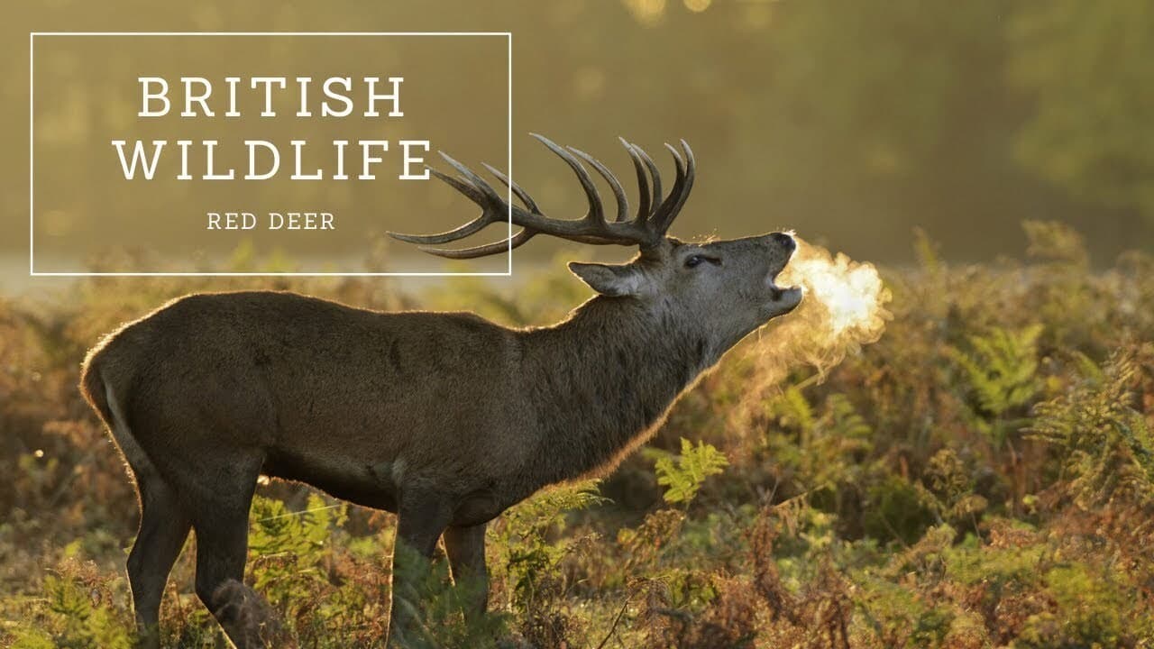 British Wildlife: Red Deer