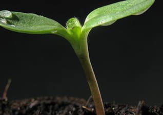 Plant life cycle