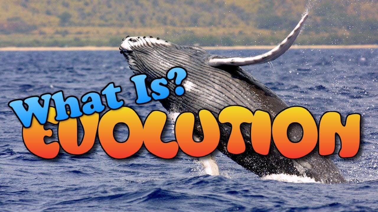 How Evolution Works