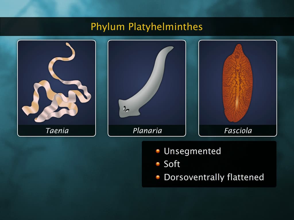 Phylum Platyhelminthes