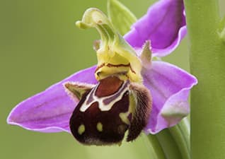 Crafty orchids