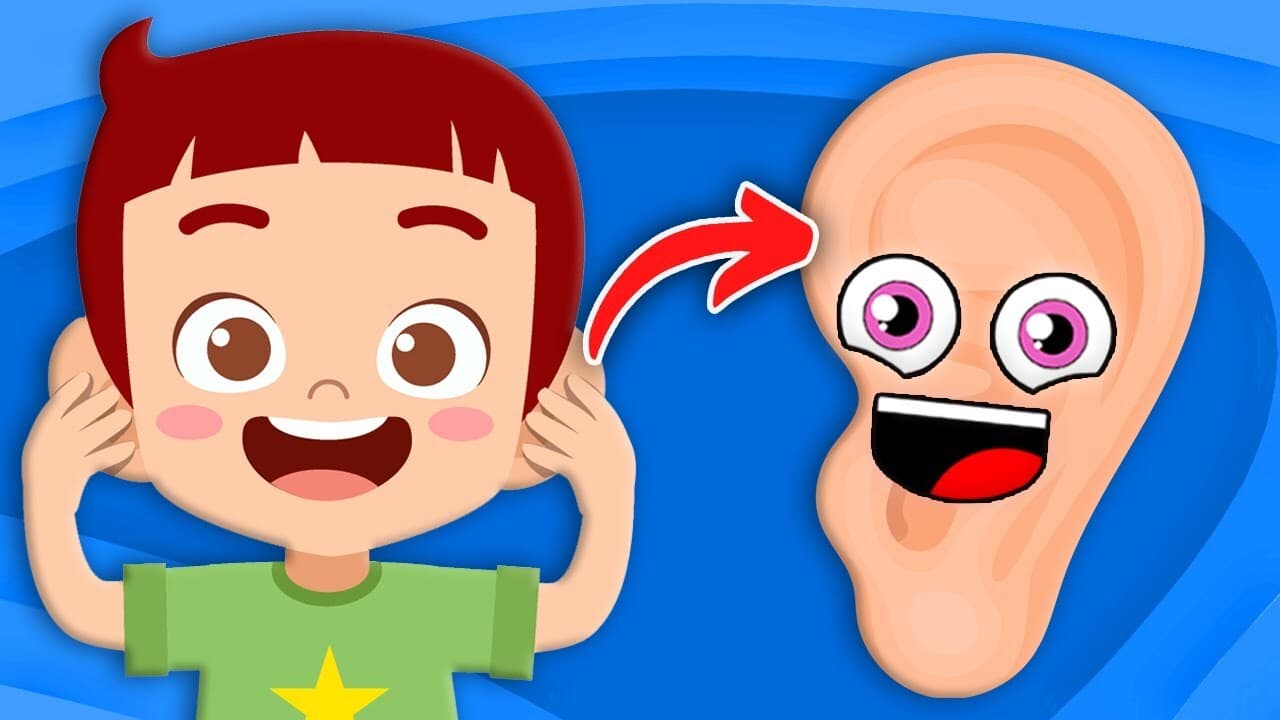 Explore The Parts Of YOUR Ears!