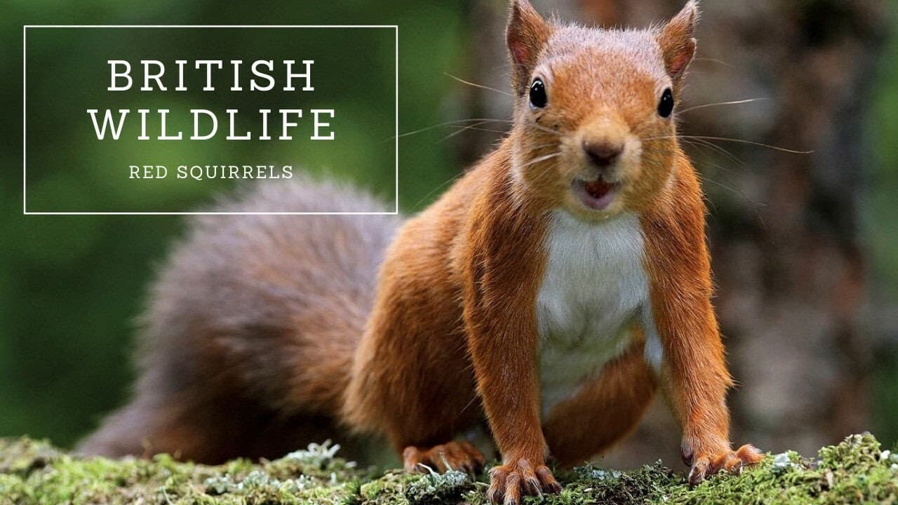 British Wildlife: Red Squirrels