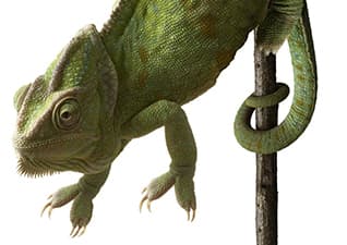 Vertebrates