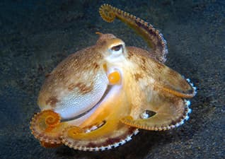 Invertebrates