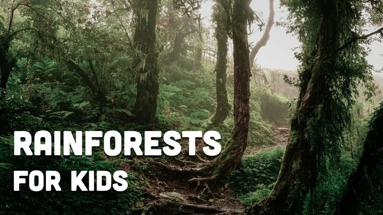 Rainforests for Kids