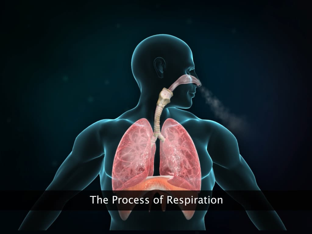 Respiratory System of Earthworm, Cockroach and Frog