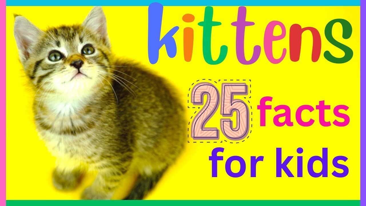 25 facts about Baby Cats