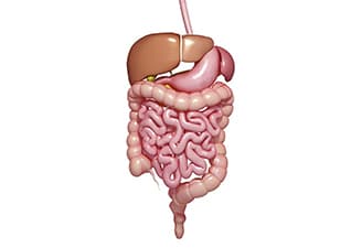 Intestines