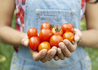 Tomato farms