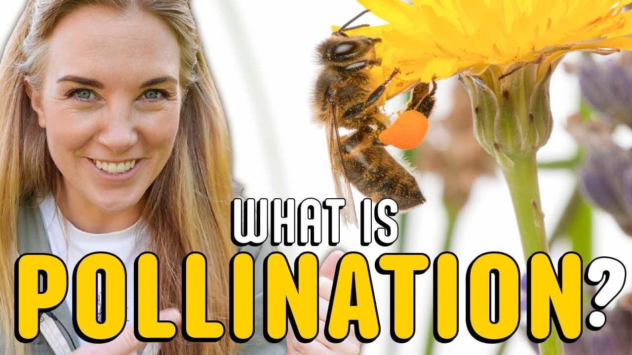 What is pollination? | Plants for kids | Beekeeping with Maddie