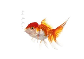 How does a fish breathe?