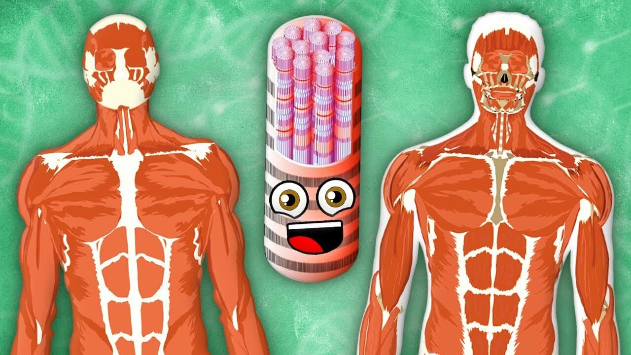 Every Human Muscle! | KLT Anatomy