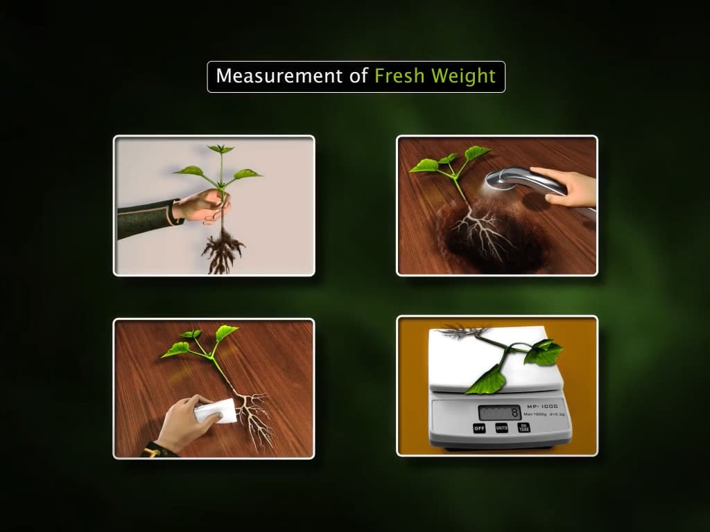 Plant Growth