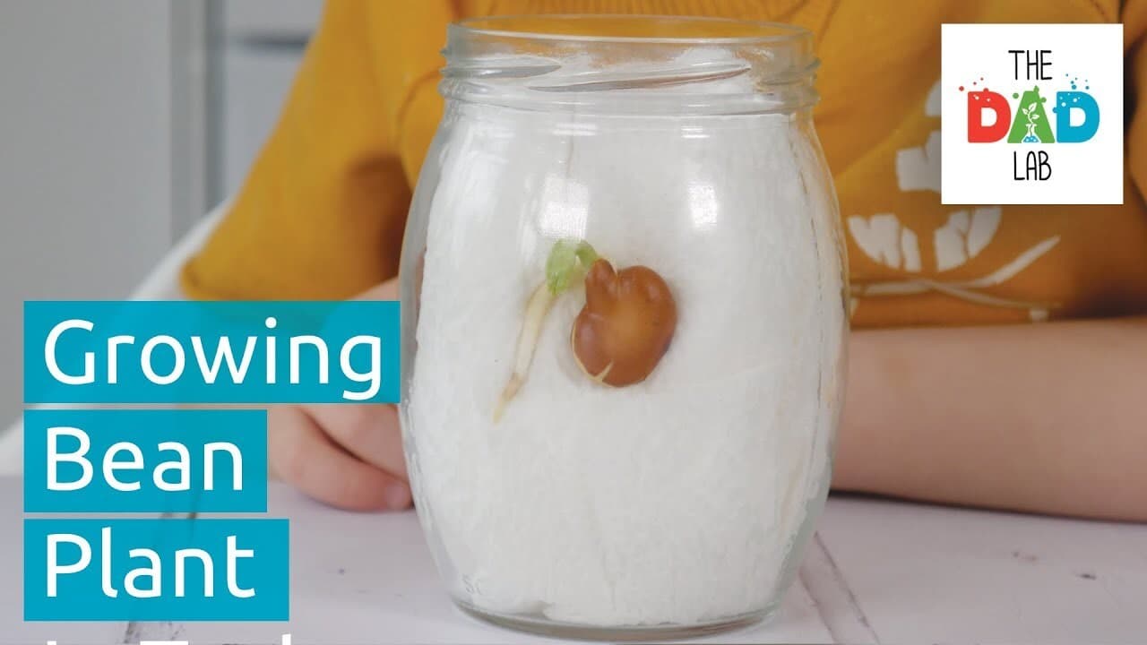 How to Grow a Bean Plant in a Jar