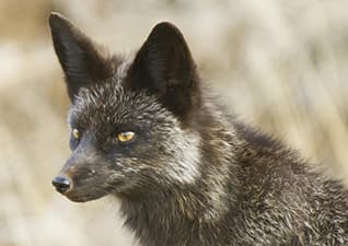 Breeding silver foxes
