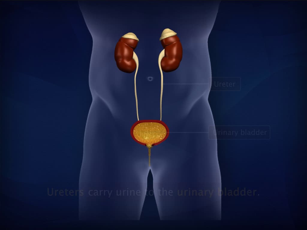 Human Excretory System