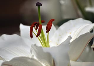 Parts of a flower