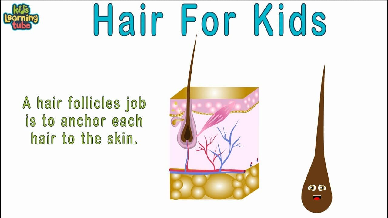 Hair Anatomy