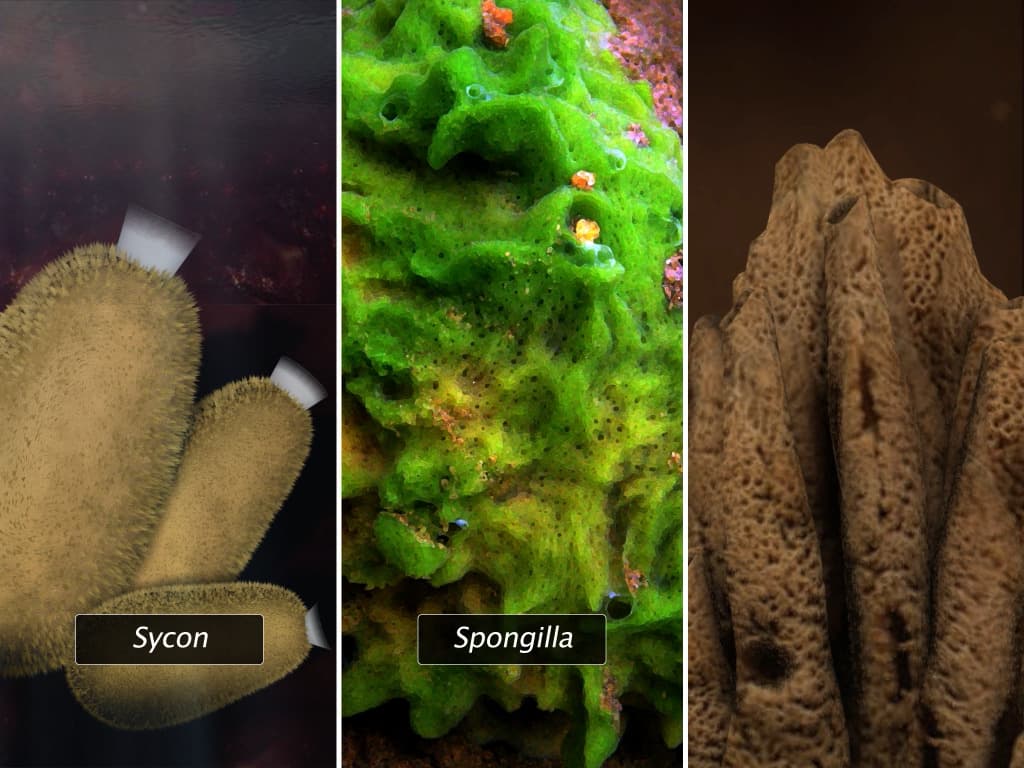 Phylum Porifera