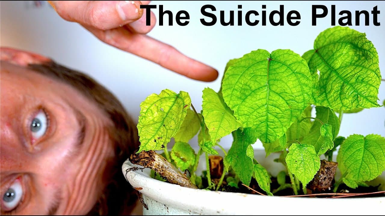 I Touched the Worlds Most Painful Plant - Gympie Gympie (The Suicide Plant)