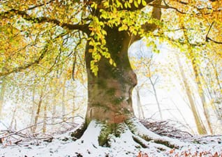 The seasons