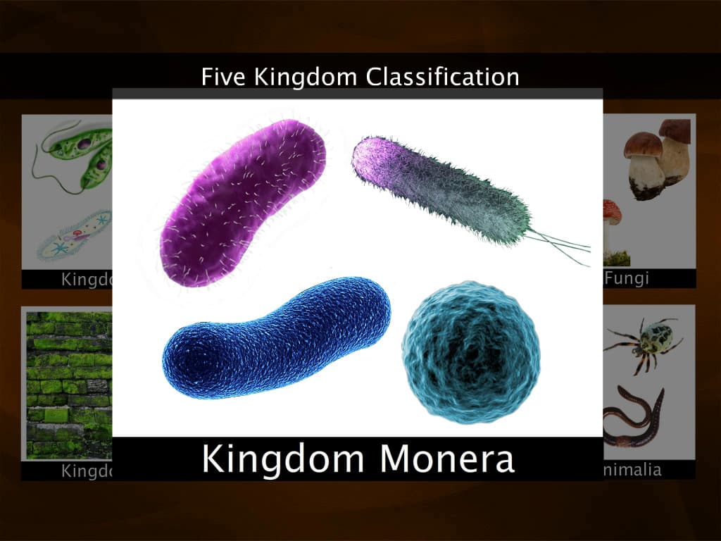Introduction to Kingdom Monera