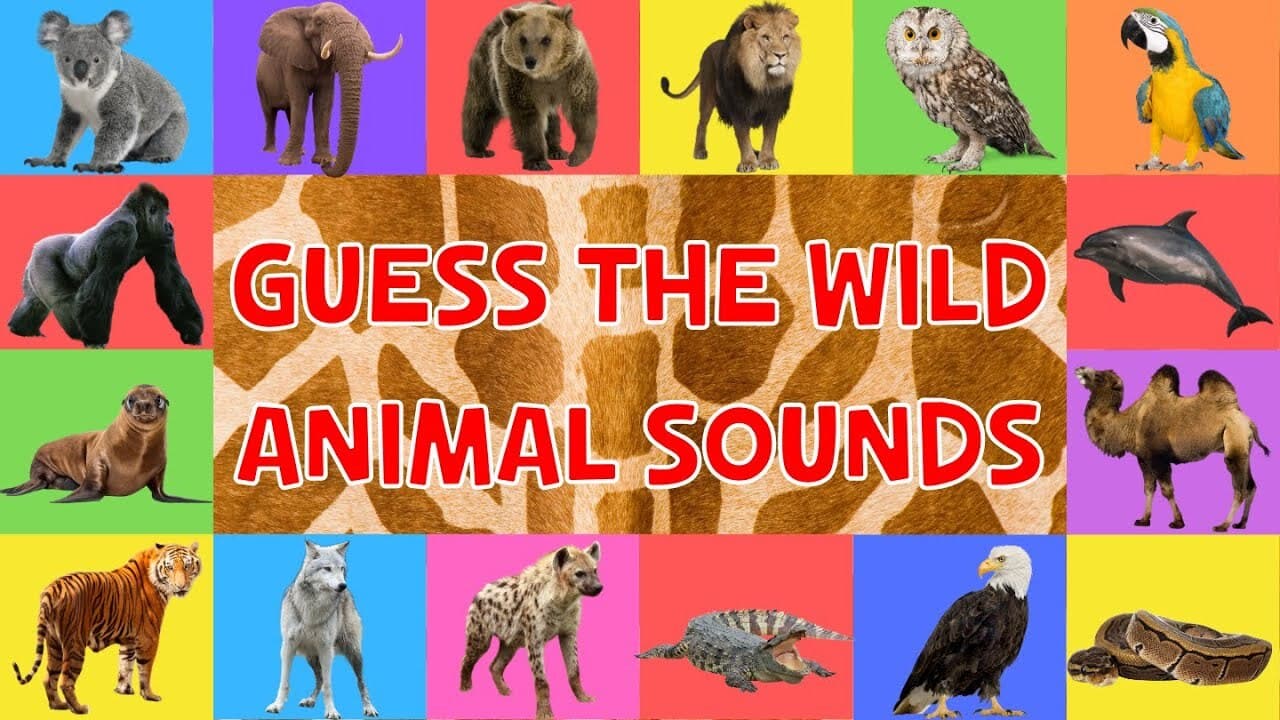 Guess The Wild Animal Sounds For Kids
